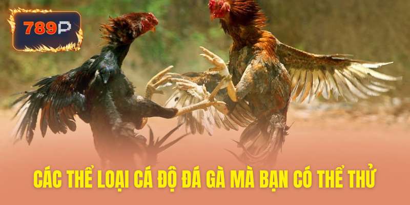 Nhiều thể loại cược đá gà độc đáo hấp dẫn