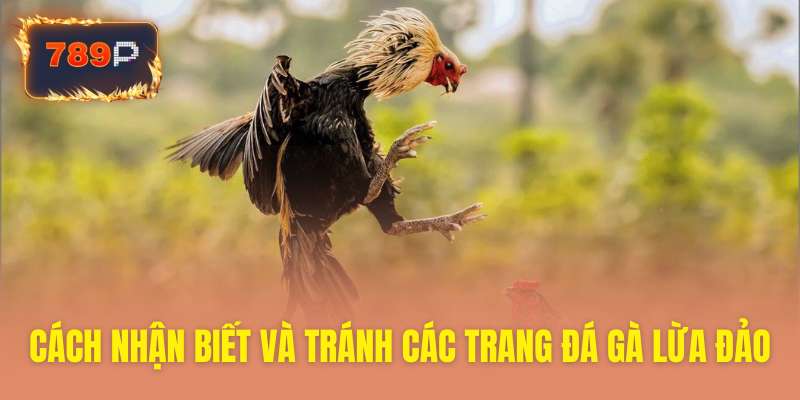 Bí kíp nhận diện tránh xa web đá gà lừa đảo